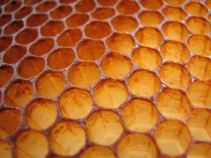 bees honey comb